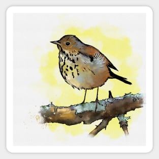 Woodland Thrush Sticker